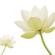 trầm nụ sen 01